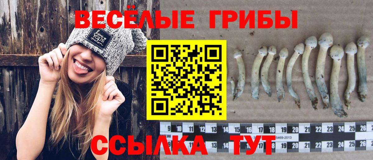 Галлюциногенные грибы Psilocybine cubensis Коломна